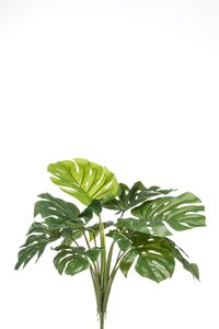 Monstera bush 60cm/10lvs