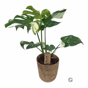 Monstera del. 'Thai Constellation'