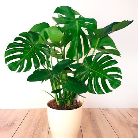 Monstera deliciosa