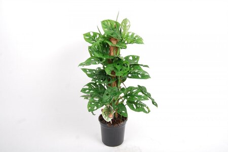 Monstera monkey mask moss 60