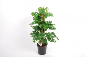 Monstera monkey mask moss 60