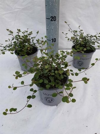 Muehlenbeckia com. 'Maori'