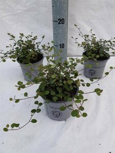 Muehlenbeckia com. 'Maori'