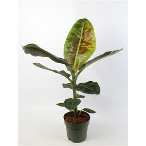 Musa 'Dwarf Cavendish'