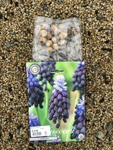 Muscari latifolium