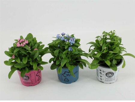 Myosotis mix P10.5