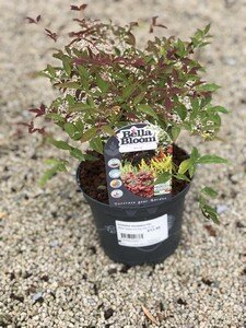 NANDINA domestica Flirt