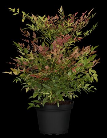 NANDINA DOMESTICA GULFSTREAM