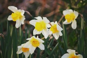 NAR FRAGRANT MIXED