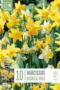 NARCISSUS BOTANICAL MIXED COLOURS
