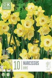 NARCISSUS BOTANICAL PIPIT
