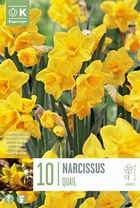 NARCISSUS BOTANICAL QUAIL