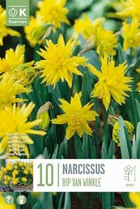 NARCISSUS BOTANICAL RIP VAN WINKLE