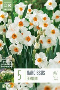 NARCISSUS BUNCH FLOWERING GERANIUM