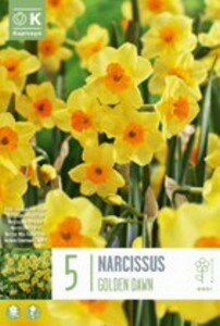NARCISSUS BUNCH FLOWERING GOLDEN DAWN