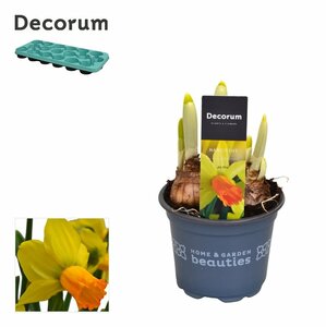 Narcissus 'Jetfire'