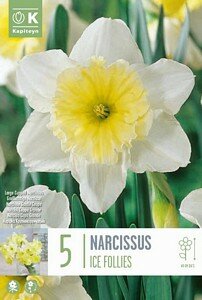 NARCISSUS LARGE CUPPED ICE FOLLIES