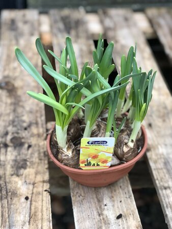 Narcissus Mix