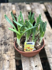 Narcissus Mix