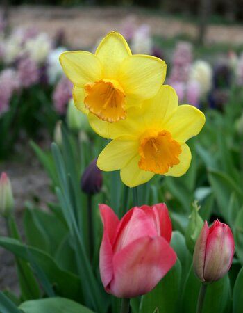 NARCISSUS RED DEVON
