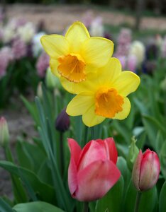 NARCISSUS RED DEVON