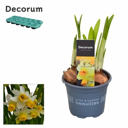 Narcissus 'Spring Sunshine'
