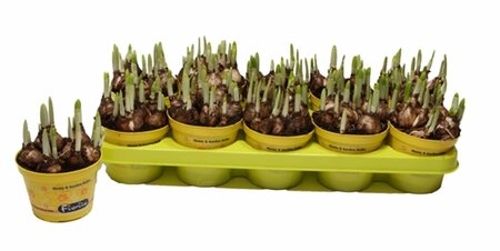 Narcissus 'Tête à Tête' P12