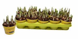 Narcissus 'Tête à Tête' P12