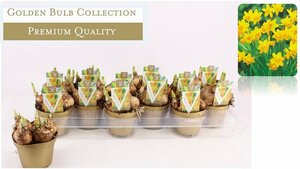 Narcissus 'Tête à Tête'  P10.5, golden pot