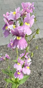 Nemesia denticulata 'Confetti' - image 1