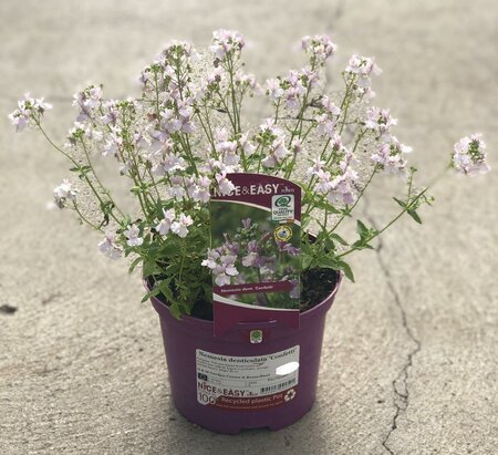 Nemesia denticulata 'Confetti'