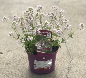 Nemesia denticulata 'Confetti'