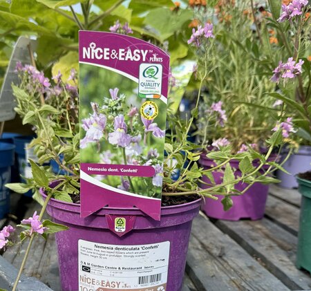 Nemesia denticulata 'Confetti' - image 2