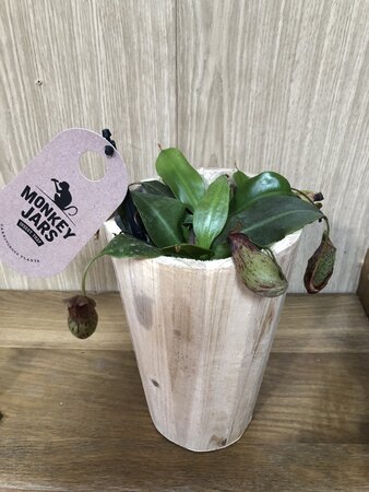 Nepenthes mixed wood