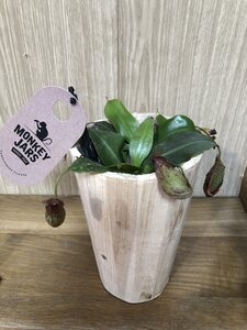 Nepenthes mixed wood