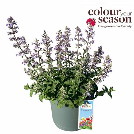 Nepeta faassenii 'Picture Perfect'  3 Ltr pot