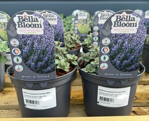 NEPETA faassenii Purrsian Blue