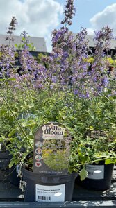 NEPETA faassenii Walkers Low