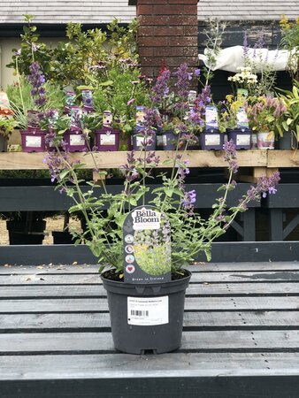 NEPETA faassenii Walkers Low
