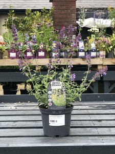 NEPETA faassenii Walkers Low