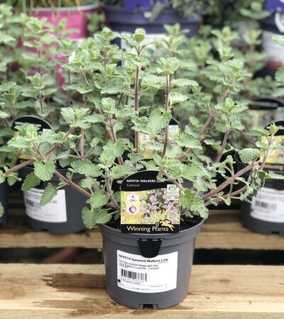 NEPETA faassenii Walkers Low