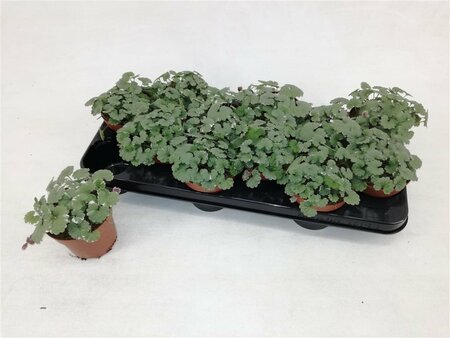 Nepeta hederacea