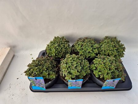 Nepeta 'Purrsian Blue'