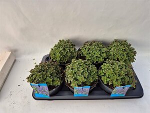 Nepeta 'Purrsian Blue'