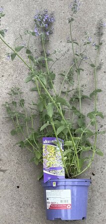 Nepeta 'Six Hill Giant' - image 2