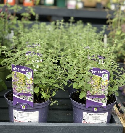 Nepeta 'Six Hill Giant'