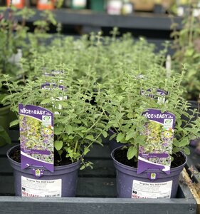 Nepeta 'Six Hill Giant'