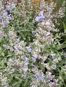 Nepeta 'Six Hill Giant'