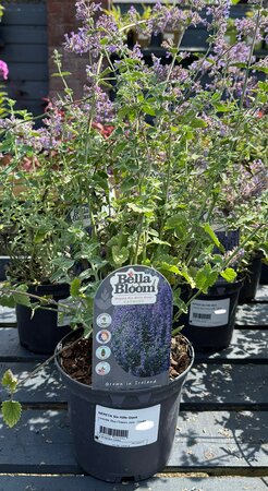 NEPETA Six Hills Giant