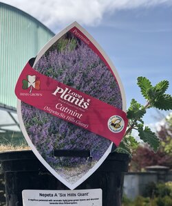 Nepeta Six Hills Giant